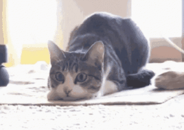 catshake_small