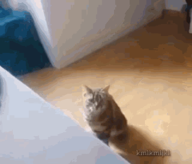 dumb-cat-cat