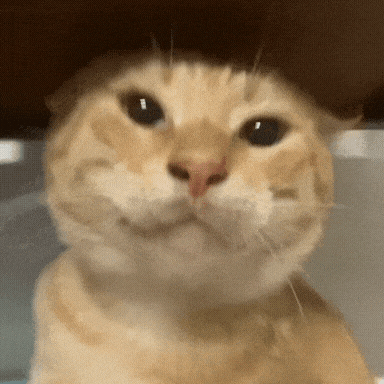 耄耋猫表情包动图 (153)_爱给网_aigei_com